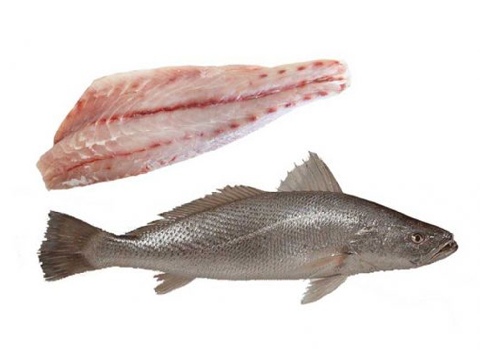 فروش ماهی شمال بدون تیغ + قیمت خرید به صرفه