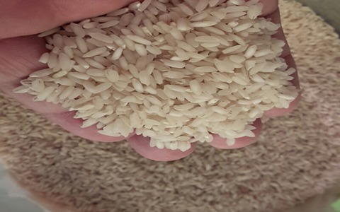 قیمت برنج عنبربو شوشتر + خرید باورنکردنی