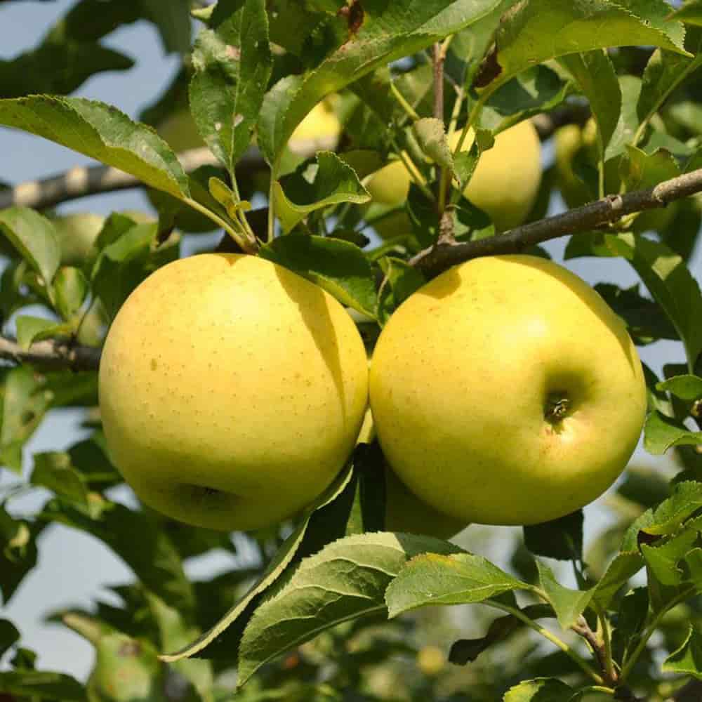 فروش سیب در ایران + قیمت خرید به صرفه