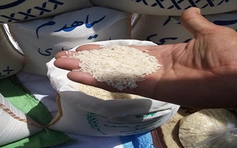 قیمت خرید برنج طارم هاشمی ایوانکا + فروش ویژه