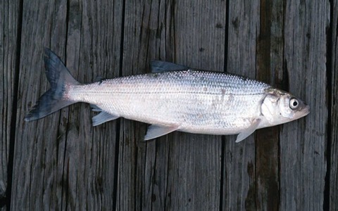 فروش ماهی سفید دریا + قیمت خرید به صرفه