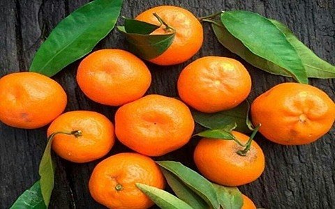 قیمت نارنگی ژاپنی میاگاوا با کیفیت ارزان + خرید عمده
