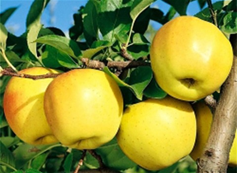 قیمت خرید میوه زرد سیب + فروش ویژه