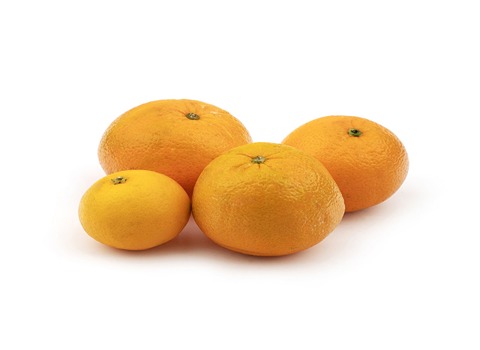 قیمت پرتقال تامسون شمال با کیفیت ارزان + خرید عمده