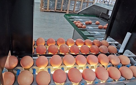 خرید و فروش کندلینگ تخم نطفه دار با شرایط فوق العاده
