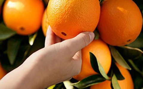 خرید و قیمت پرتقال تامسون درشت + فروش عمده