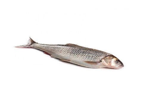 فروش ماهی سفید دریایی شمال + قیمت خرید به صرفه