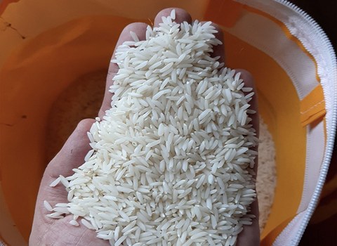 خرید برنج شیرودی + قیمت فروش استثنایی