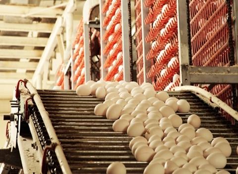 قیمت خرید دستگاه کندلینگ تخم مرغ عمده به صرفه و ارزان