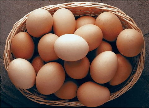 خرید و فروش تخم مرغ عمده شیراز با شرایط فوق العاده