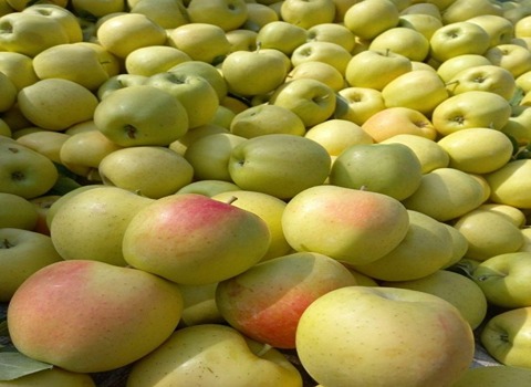 خرید و قیمت سیب درختی سفید + فروش عمده