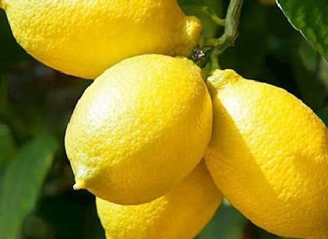 خرید و فروش لیمو ترش شمال با شرایط فوق العاده