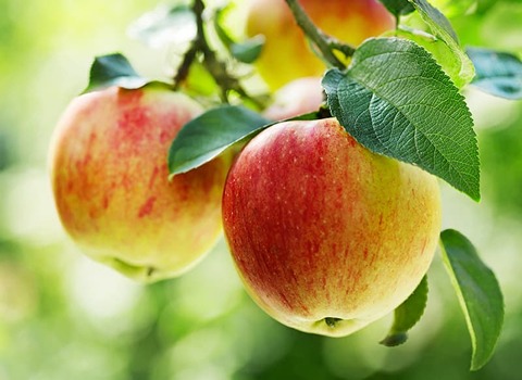 خرید و قیمت سیب درختی سمیرم اصفهان + فروش عمده