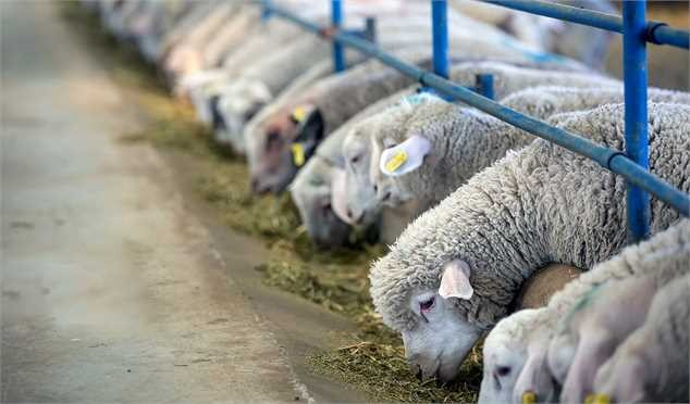 خرید و قیمت گوسفند زنده همدان + فروش عمده
