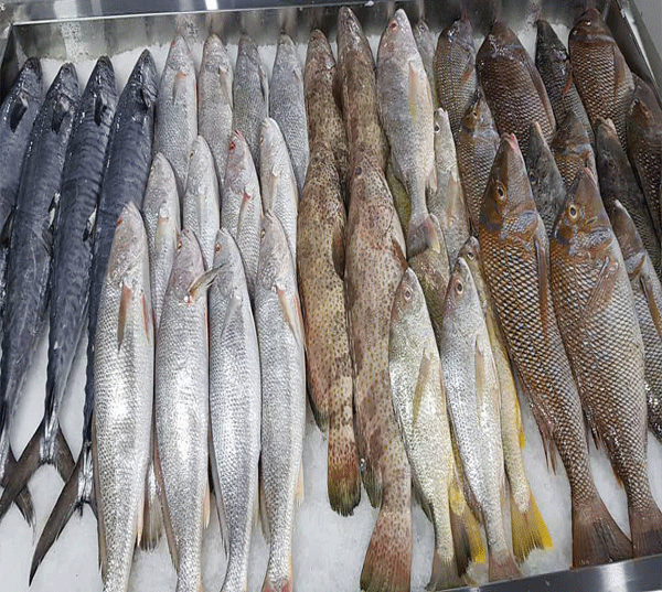 خرید ماهی جنوب بدون تیغ + قیمت فروش استثنایی