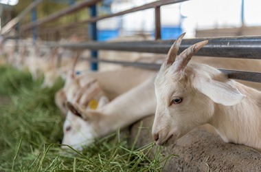 https://shp.aradbranding.com/قیمت یونجه خشک برای گوسفند + خرید باور نکردنی
