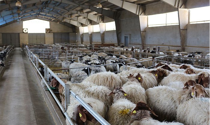 قیمت خرید گوسفند زنده قرچک عمده به صرفه و ارزان