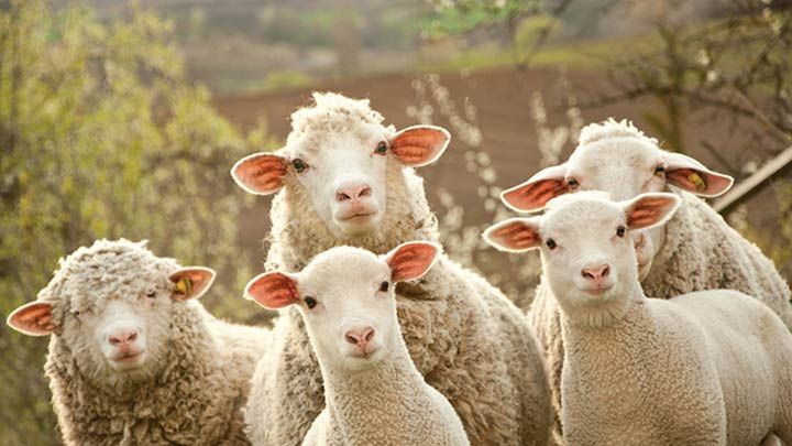 قیمت گوسفند زنده قربانی + خرید باور نکردنی