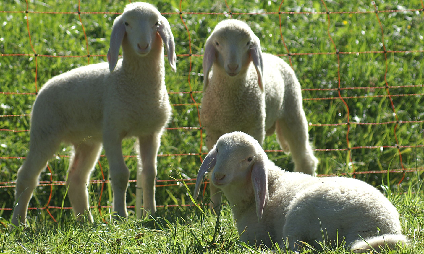 فروش گوسفند زنده بره + قیمت خرید به صرفه