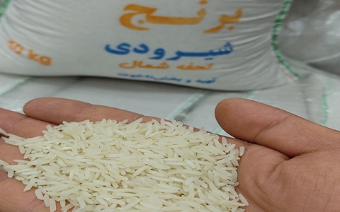 قیمت برنج شیرودی گیلان + خرید باور نکردنی