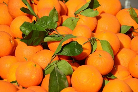 فروش پرتقال محلی دزفول + قیمت خرید به صرفه