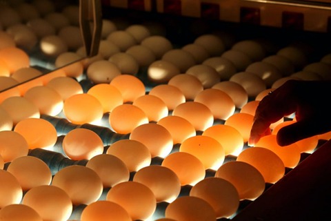 قیمت خرید کندلینگ نوربینی تخم مرغ عمده به صرفه و ارزان