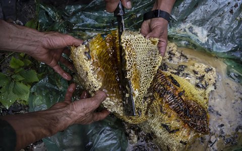 قیمت عسل جنگلی وحشی + خرید باور نکردنی