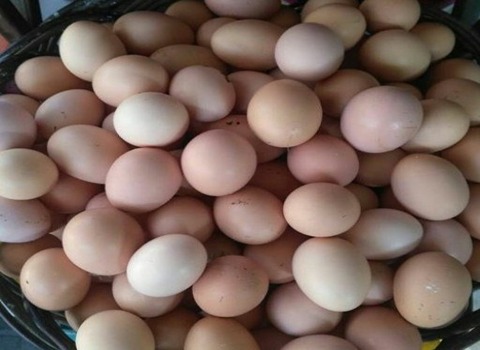خرید و قیمت تخم مرغ محلی گلپایگان + فروش عمده