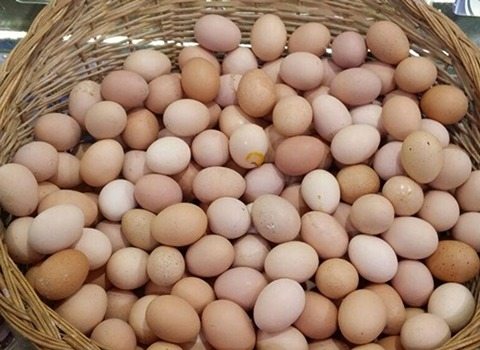 قیمت تخم مرغ محلی مشهد با کیفیت ارزان + خرید عمده