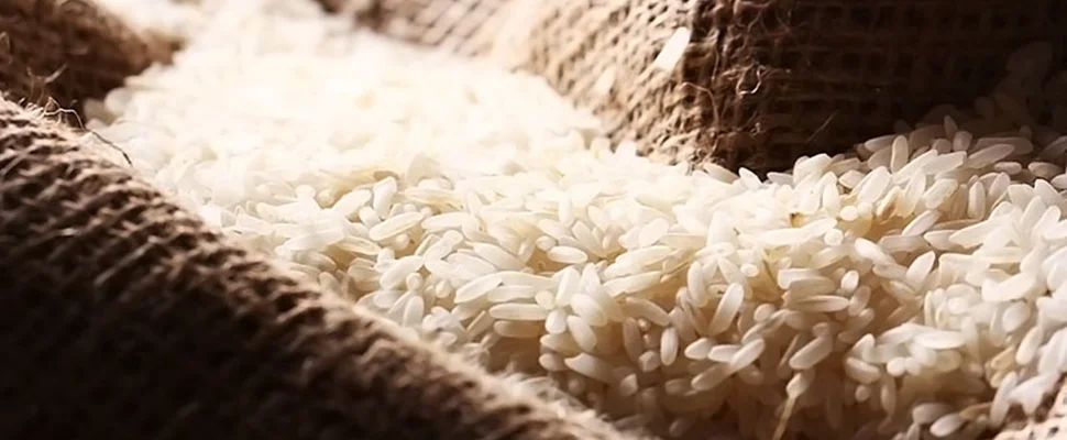 خرید برنج هاشمی دم سیاه + قیمت فروش استثنایی