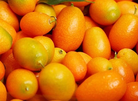 خرید میوه پرتقال ریز + قیمت فروش استثنایی