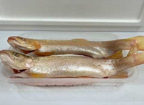 قیمت ماهی قزل آلا طلایی با کیفیت ارزان + خرید عمده