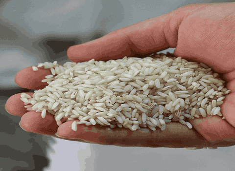 خرید و قیمت برنج عنبر بو اصل + فروش صادراتی