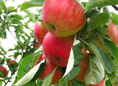 خرید سیب گالا فرانسه + قیمت فروش استثنایی
