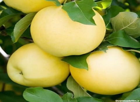 خرید سیب سفید در ایران + قیمت فروش استثنایی