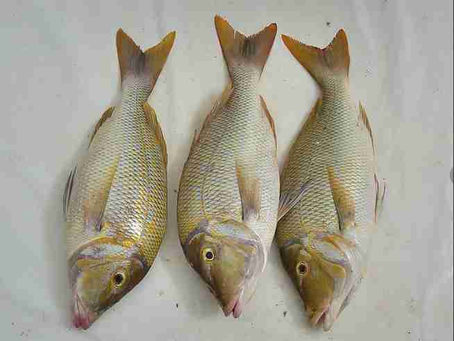 قیمت خرید ماهی سنگسر سفید + فروش ویژه