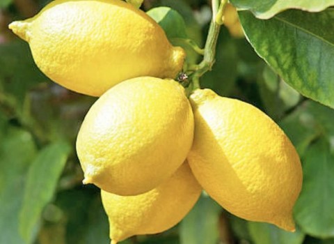 قیمت خرید لیمو سنگی شیراز عمده به صرفه و ارزان