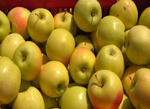 قیمت خرید سیب درختی سمیرم اصفهان بافروش عمده