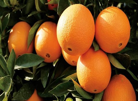 قیمت خرید پرتقال والنسیا جنوب عمده به صرفه و ارزان
