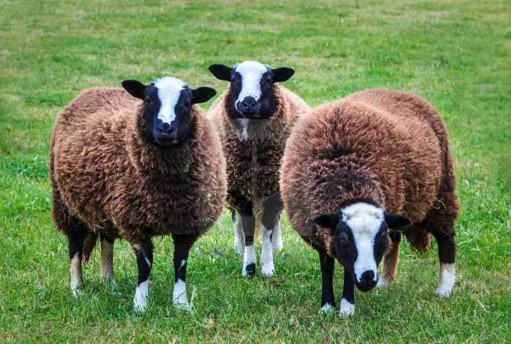 خرید و فروش گوسفند استرالیایی با شرایط فوق العاده