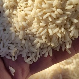 قیمت خرید برنج چمپای جنوب + فروش ویژه