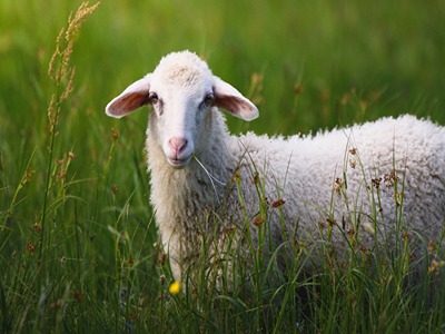 فروش گوسفند زنده بابلسر با کیفیت ارزان + خرید عمده
