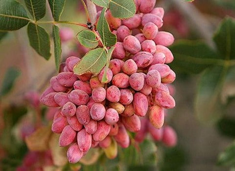 خرید و فروش پسته وحشی ایران با شرایط فوق العاده