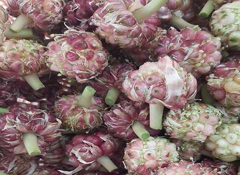 قیمت خرید گل سیر همدان عمده به صرفه و ارزان