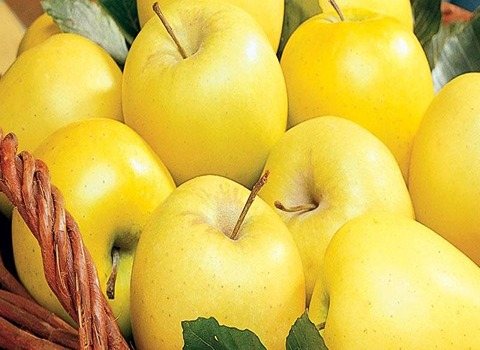 خرید و قیمت سیب زرد لبنان + فروش صادراتی