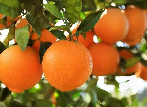 خرید و قیمت میوه پرتقال والنسیا + فروش صادراتی
