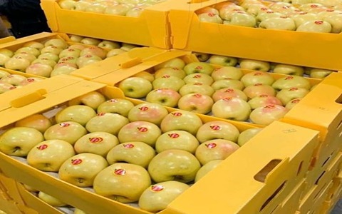 فروش سیب زرد مشهد + قیمت خرید به صرفه