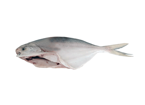 خرید ماهی حلوای سفید جنوب + قیمت فروش استثنایی