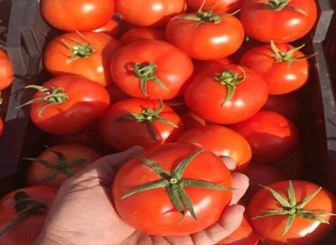 خرید گوجه گلخانه ای همدان + قیمت فروش استثنایی