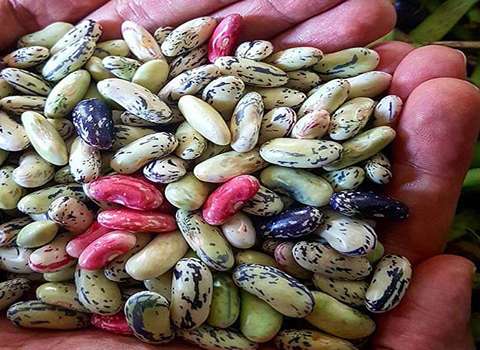 قیمت خرید لوبیا کشاورزی با پوست با فروش عمده